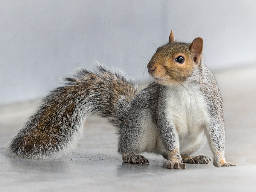 Why Are Squirrel Control Services Important?
