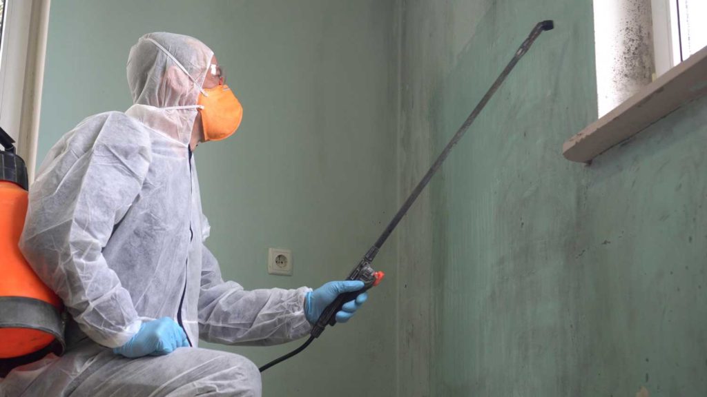Mold Removal Service: What to Know