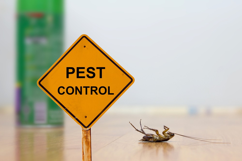 Why you need to hire Professionals for Pest Control in London?