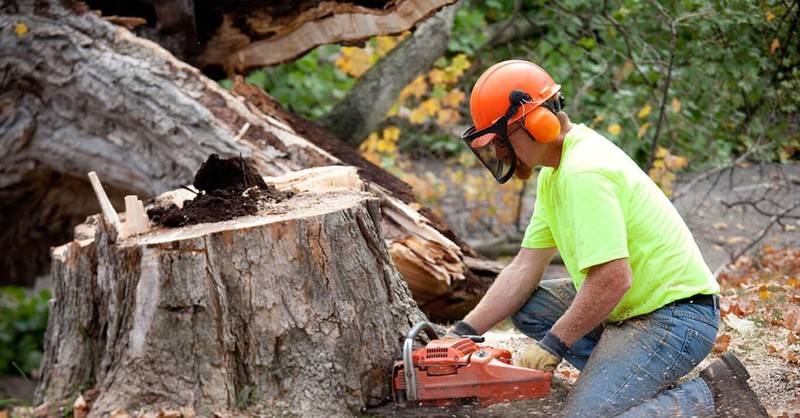 Avail of the Domestic As Well As Commercial Tree Removal Services A Reputable and an Honorable Organization