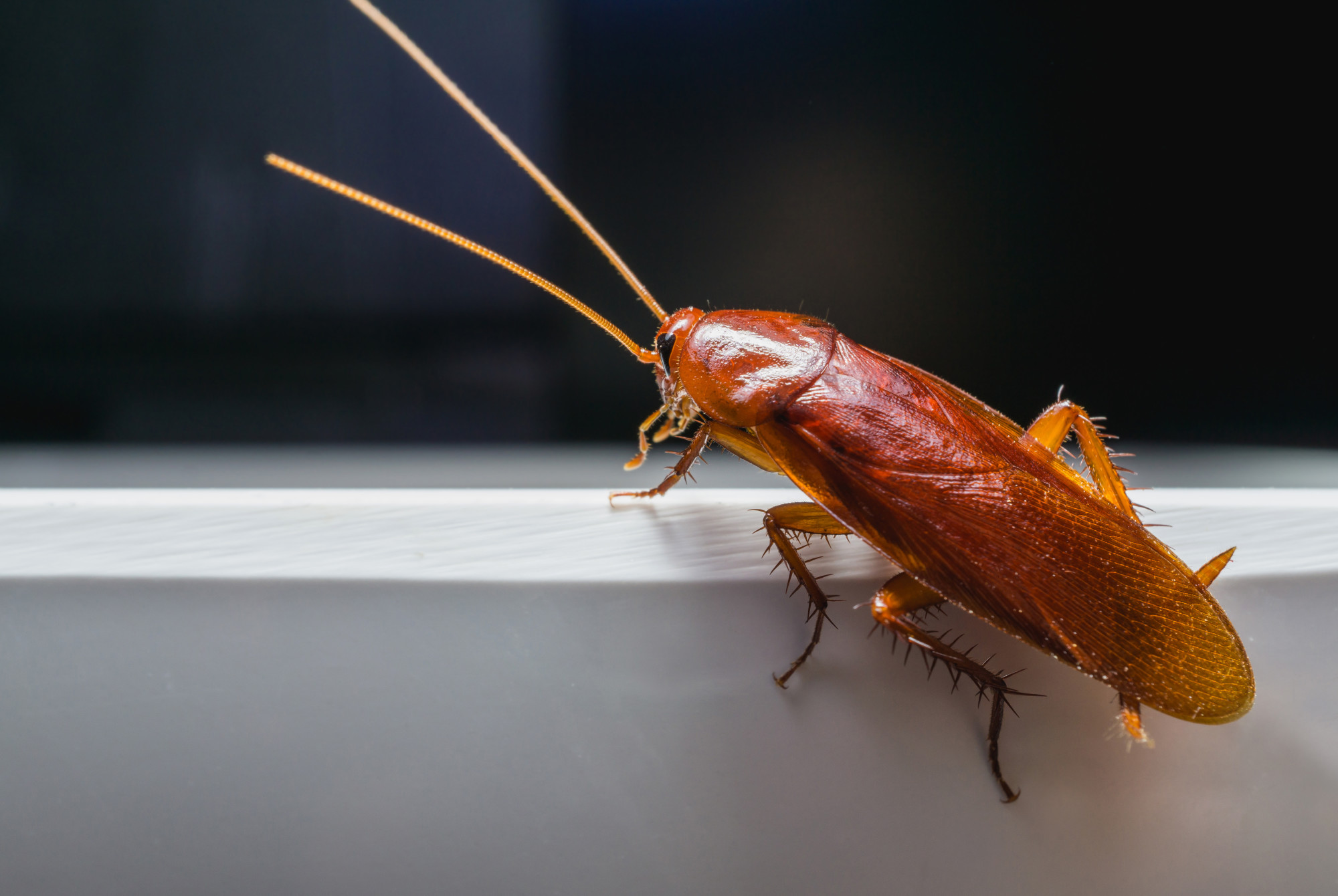 Safeguard Your Home From Pests With The Reliable Service Provider