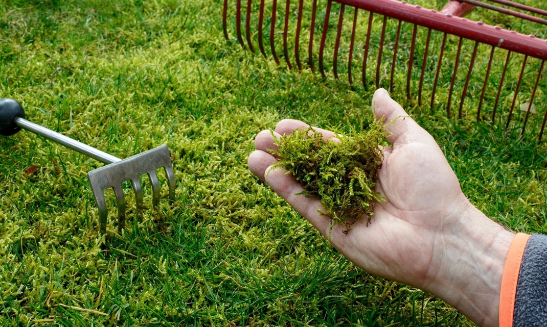 How to Kill Moss in Lawns