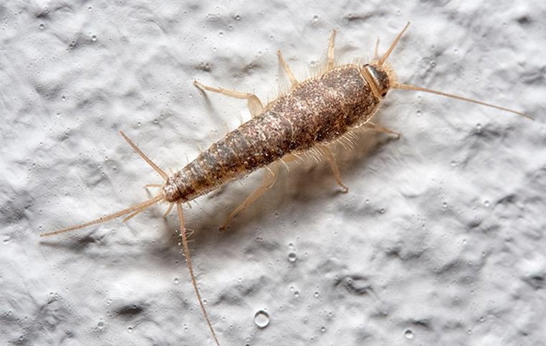 The Ultimate Guide To Silverfish Control
