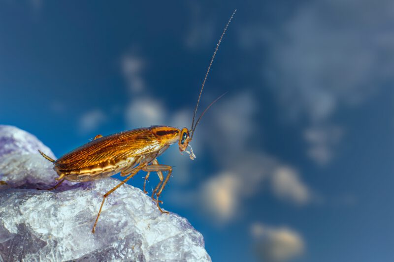 Eco-Friendly Solutions for Cockroach Control 