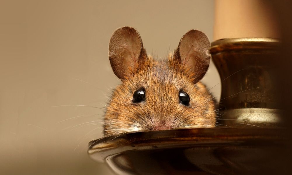 Dealing With Rodent Infestations: Prevention And Control
