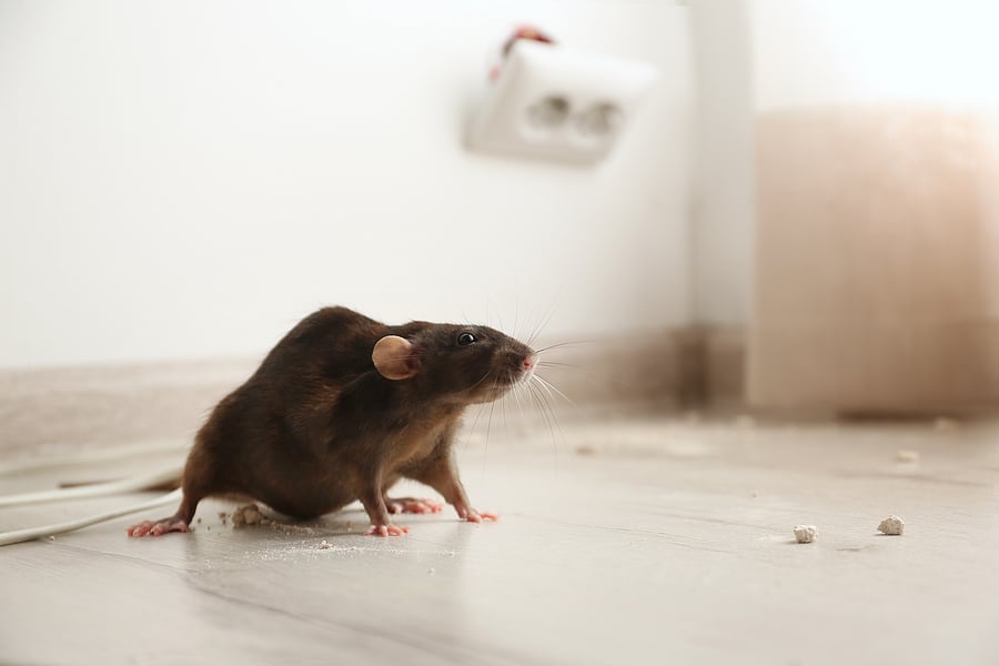 Top Tips To Keep Your Hospitality Business Rodent-Free