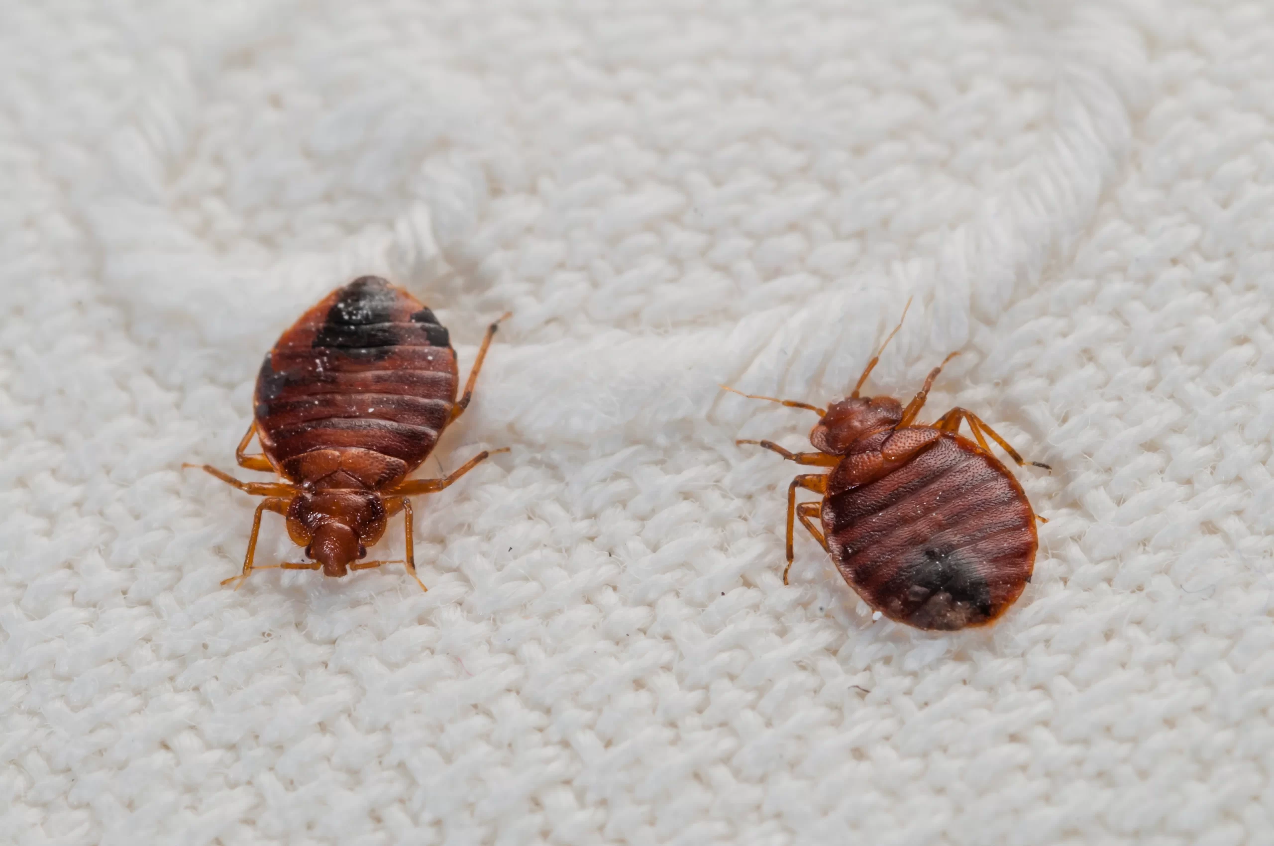 Are Bed Bugs Seasonal? What Time of Year They’re Most Active